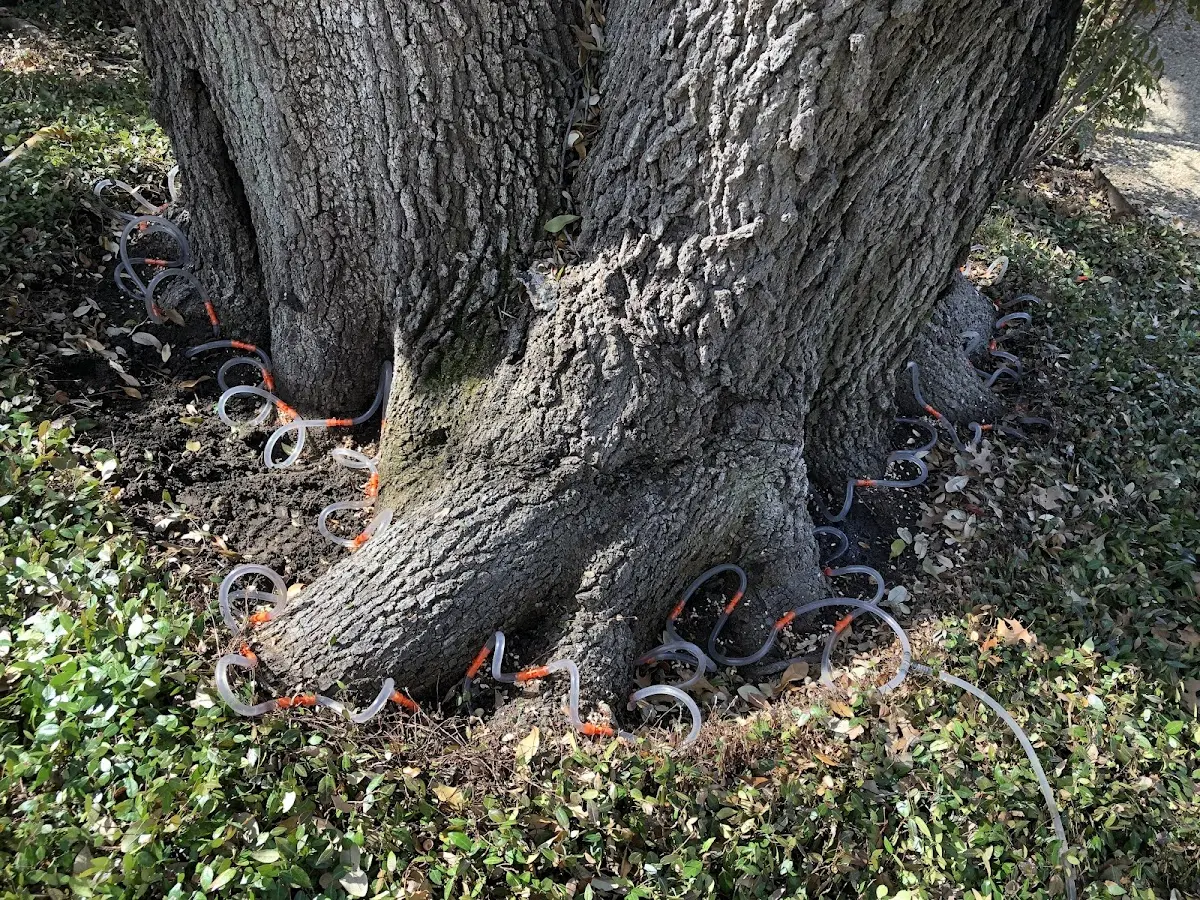 Detailed Tree Cabling and Bracing job site in Tad