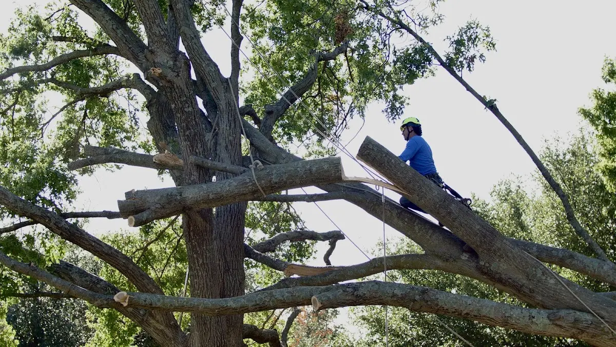 Professional Hazardous Tree Removal performed by certified arborists in Tad