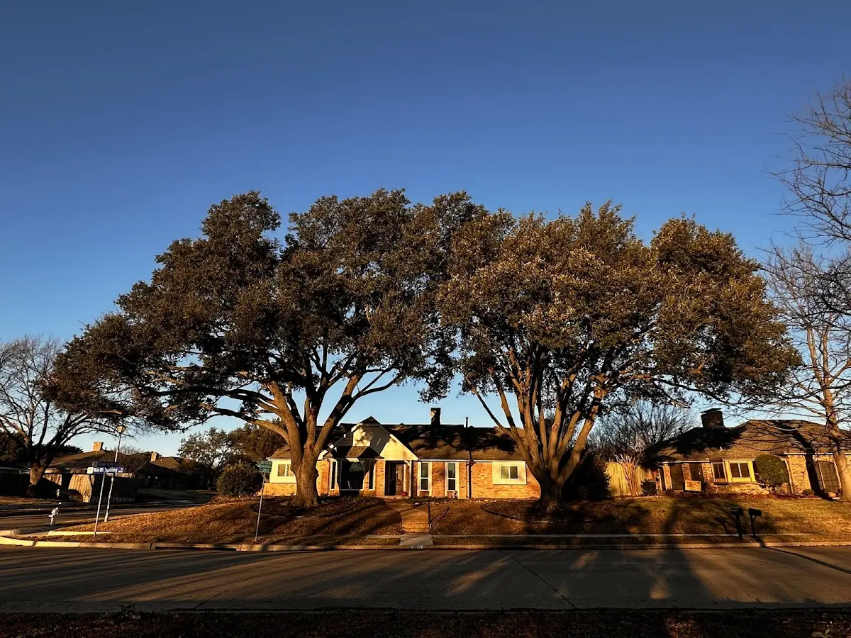 Established residential canopy tree shading a home in Tad